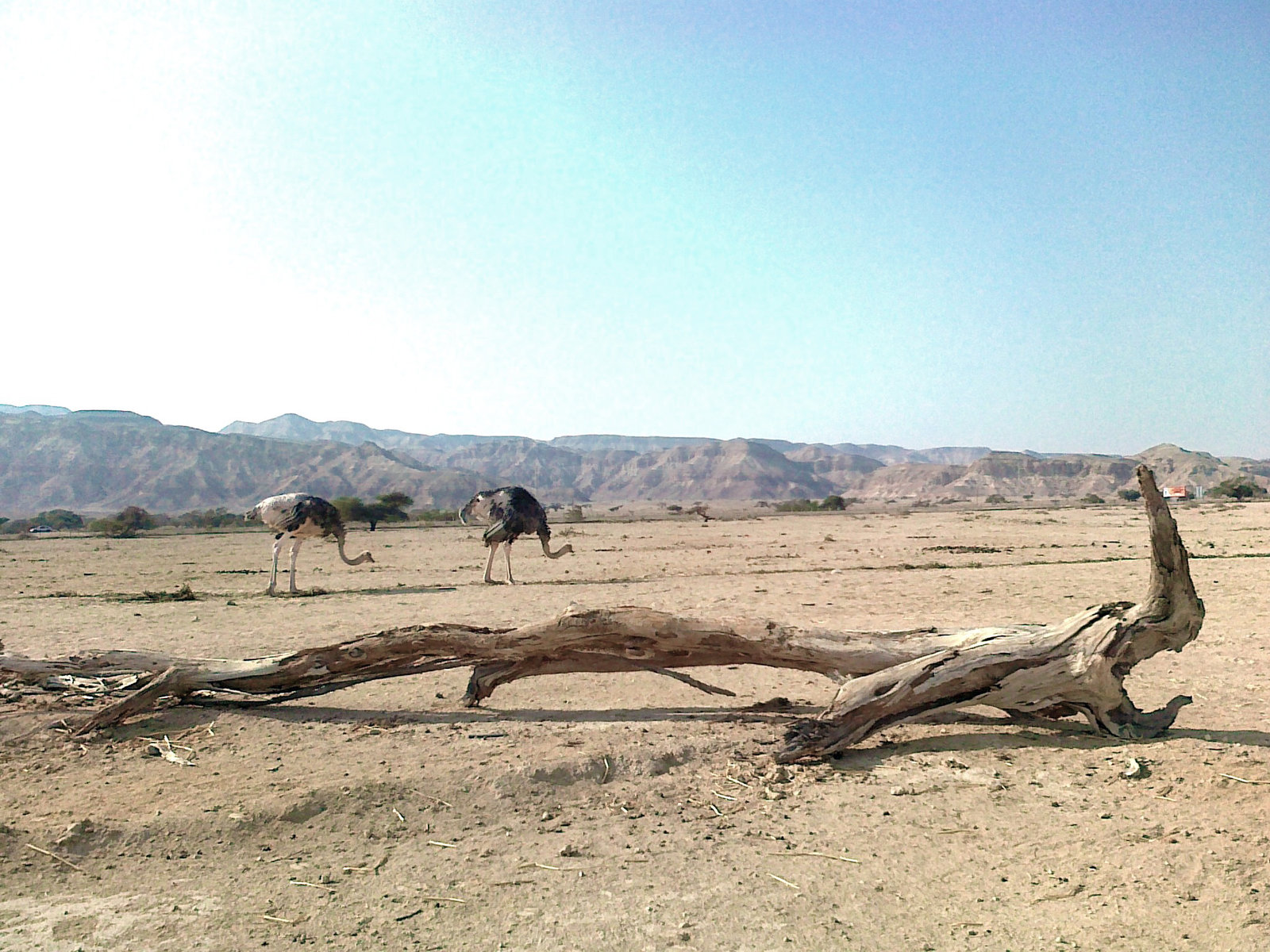 HD Desktop Wallpaper: ostrich pictures