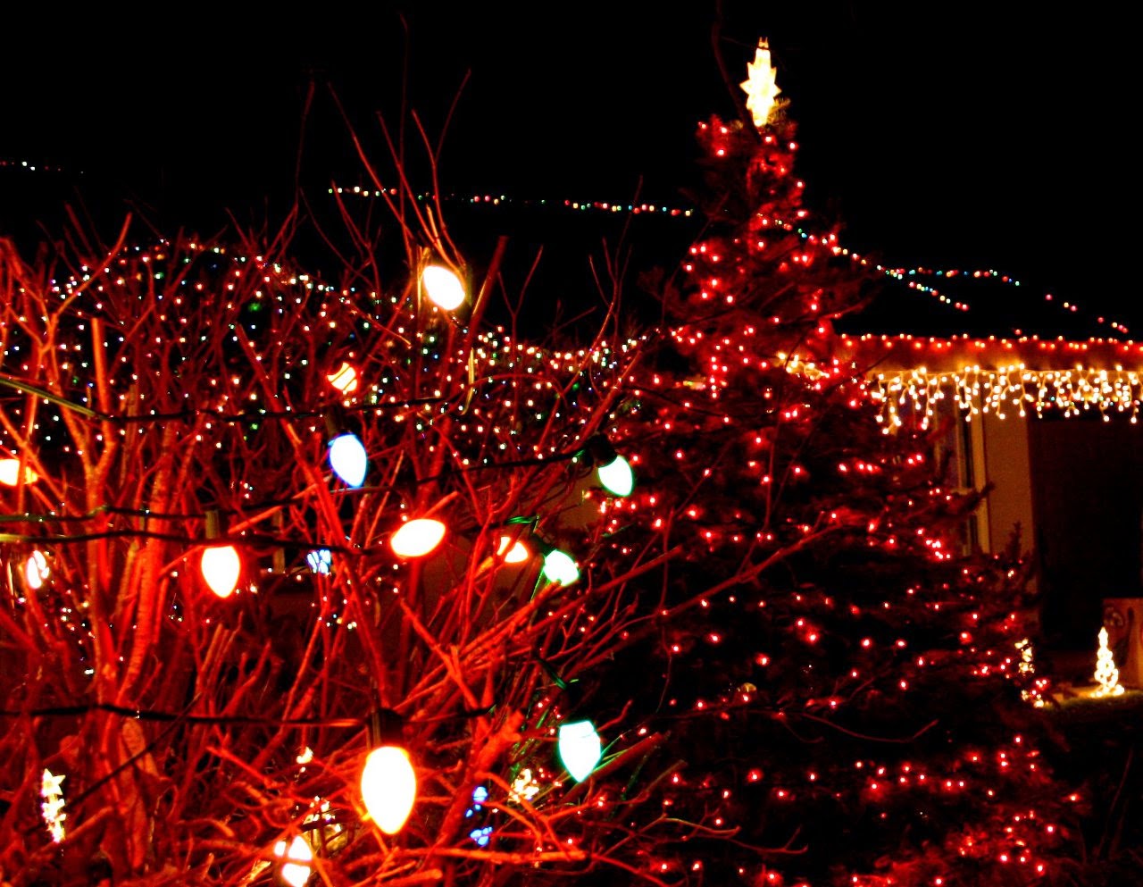 A good scenery of light on a tree and bulbs A good scenery of light on a tree and bulbs