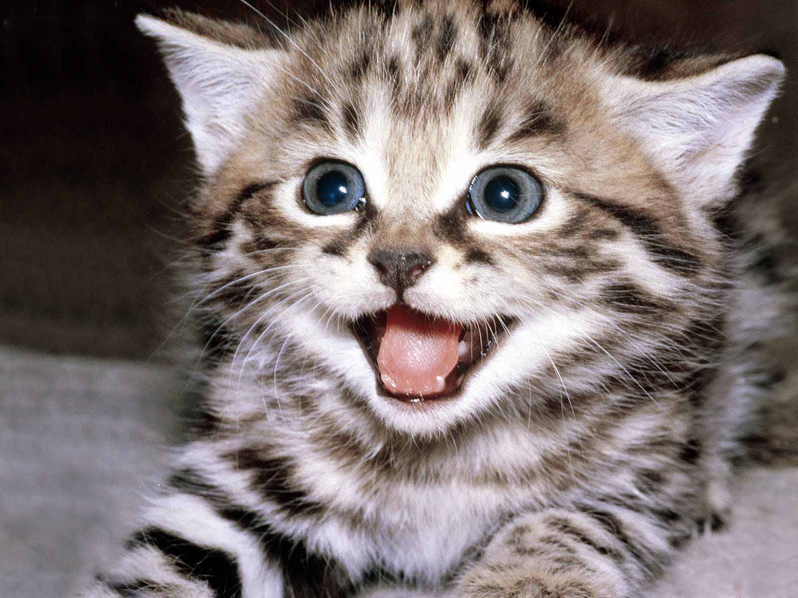foto hewan - gambar kucing yg lucu