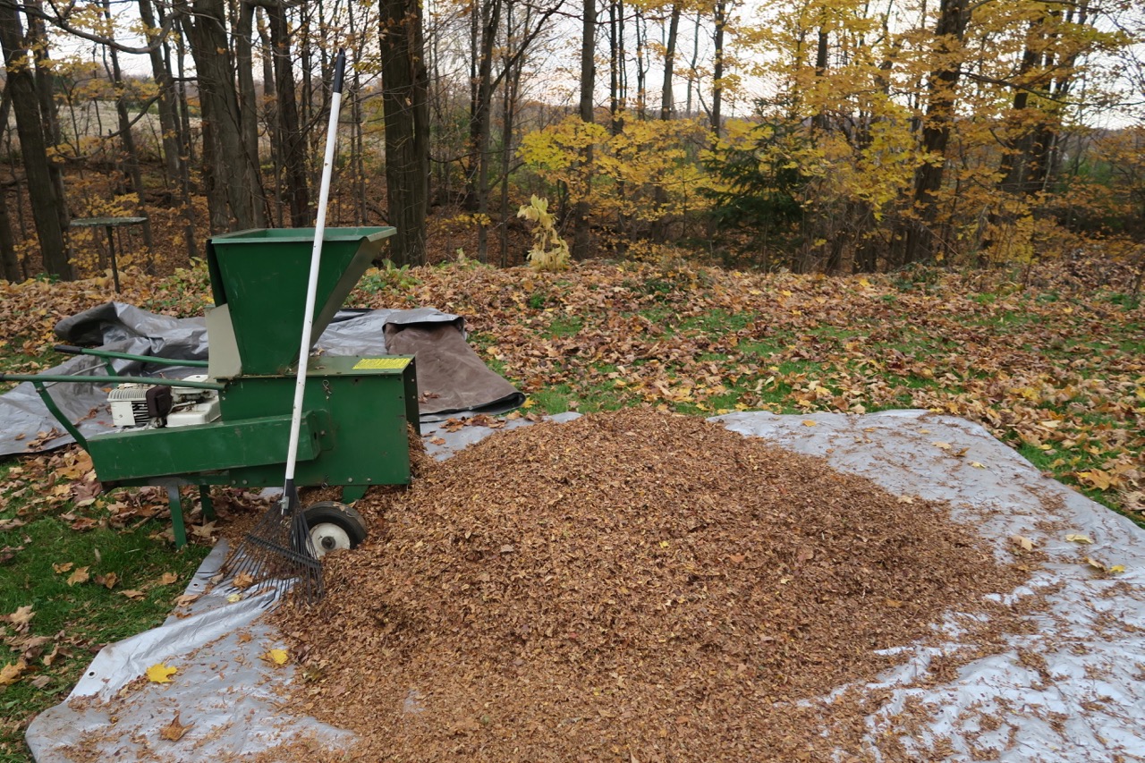 upland shredding leaves for garden mulch thanks will bonsall upland shredding leaves for garden mulch thanks will bonsall