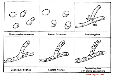 Is aspergillus single or multicellular