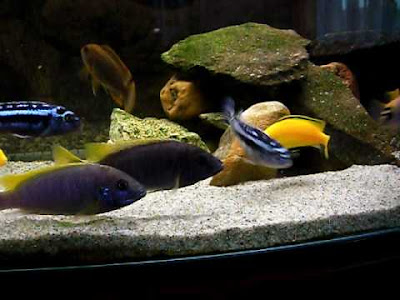 Ciclido Labidochromis Caeruleus Ciclido Labidochromis Caeruleus