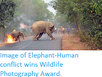 http://sciencythoughts.blogspot.co.uk/2017/11/image-of-elephant-human-conflict-wins.html
