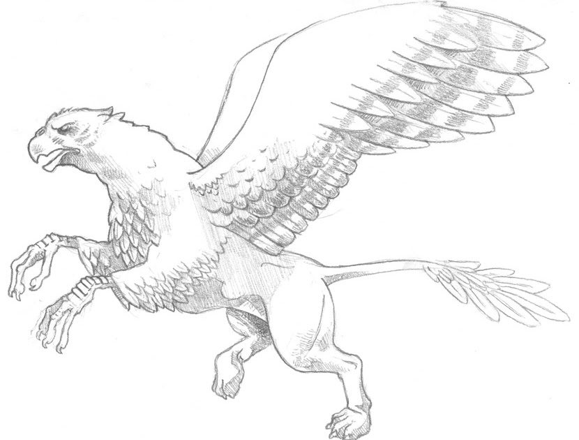 Клювокрыл из гарри поттера рисунок