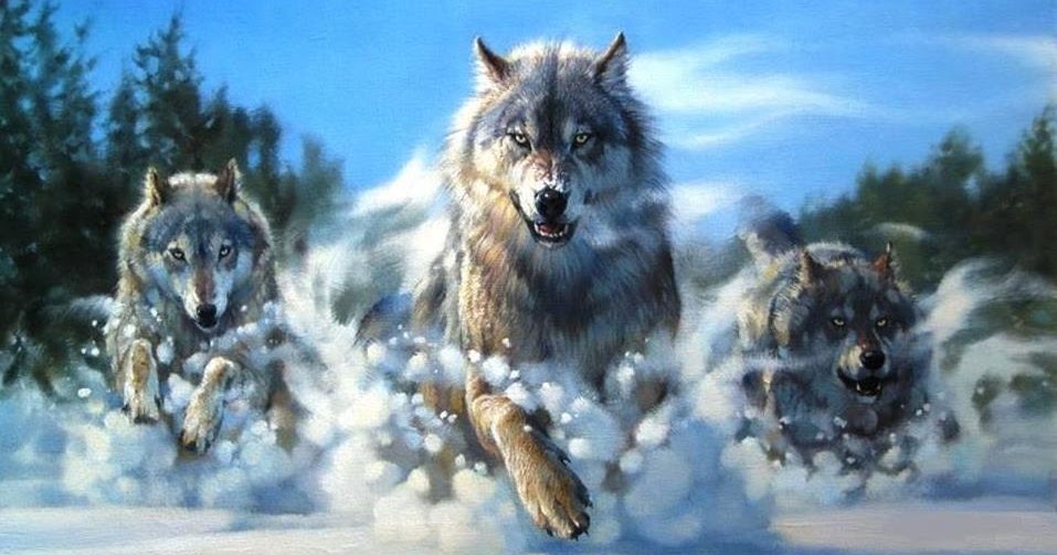Pastor da baía azul: mulher desenvolve uma nova raça de cães lobos