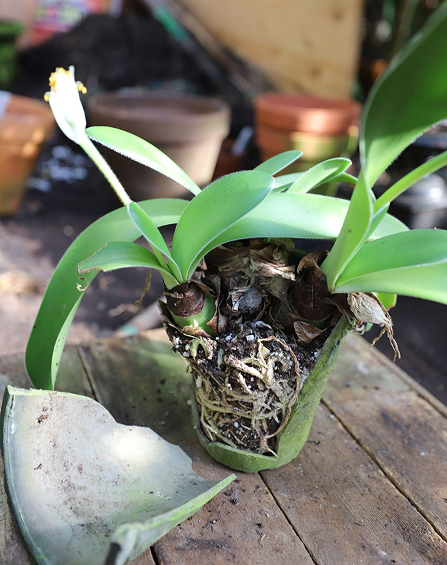 Winter Gardening Ramps Up - Book Reviews Pour In Winter Gardening Ramps Up - Book Reviews Pour In