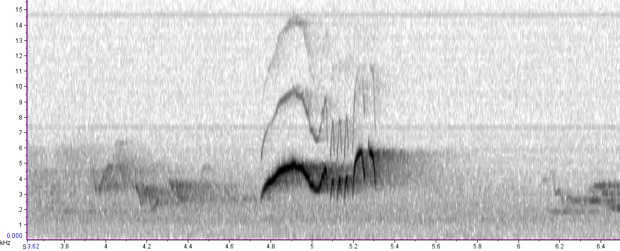 BIRD CALLS and SONGS: Flycatcher Songs I