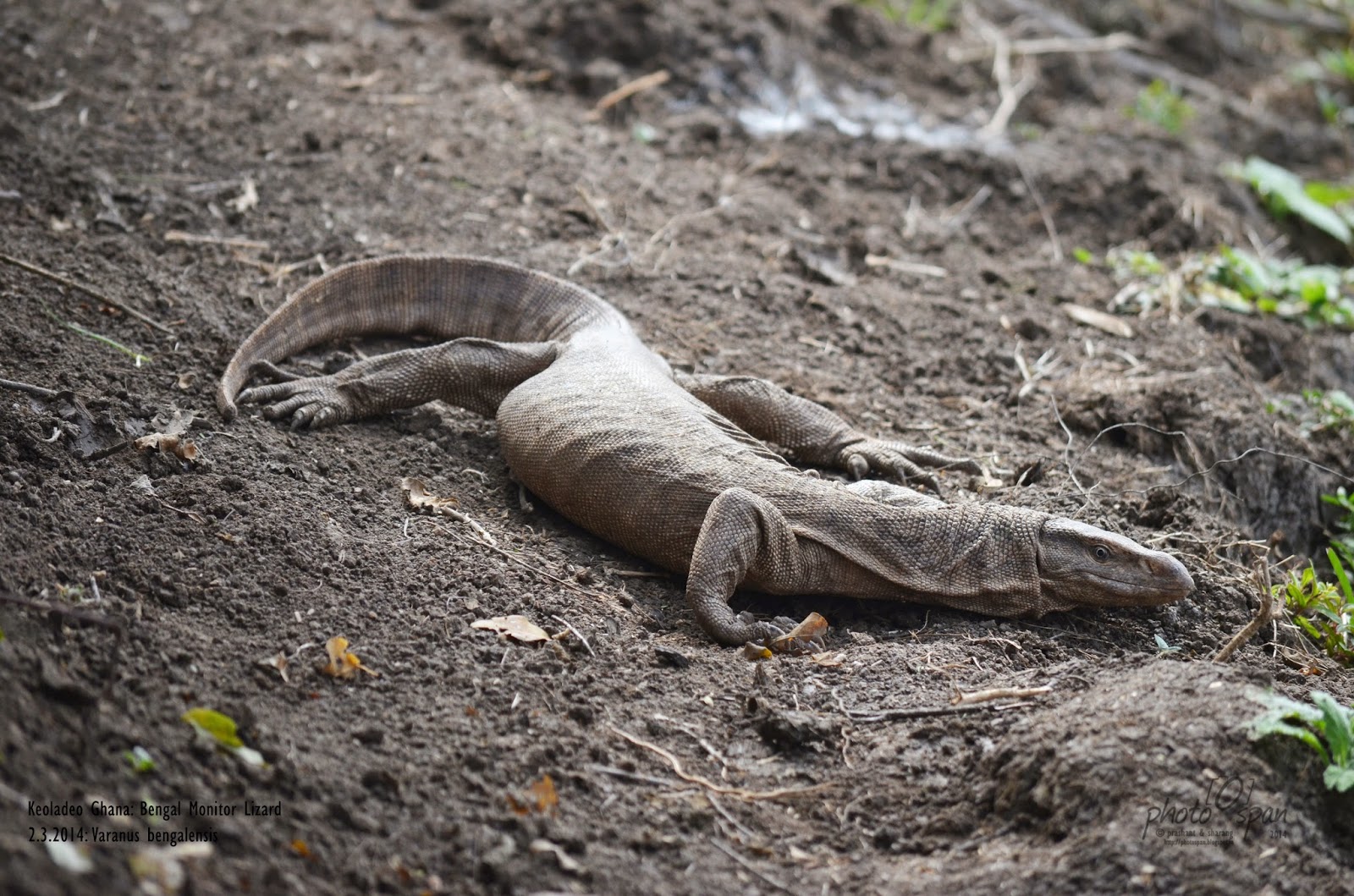 Bengal Monitor Lizard Varanus bengalensis Photo Span