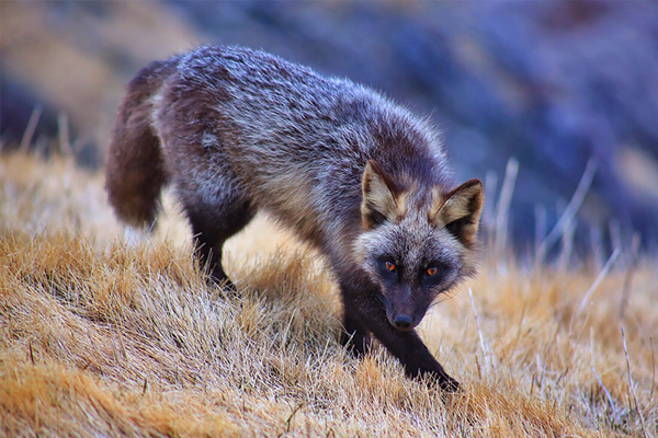 idream jewelry s blog 7 of the most beautiful fox species idream jewelry s blog 7 of the most beautiful fox species