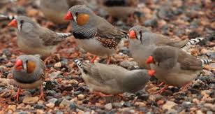 zebra%2Bfinch.jpg