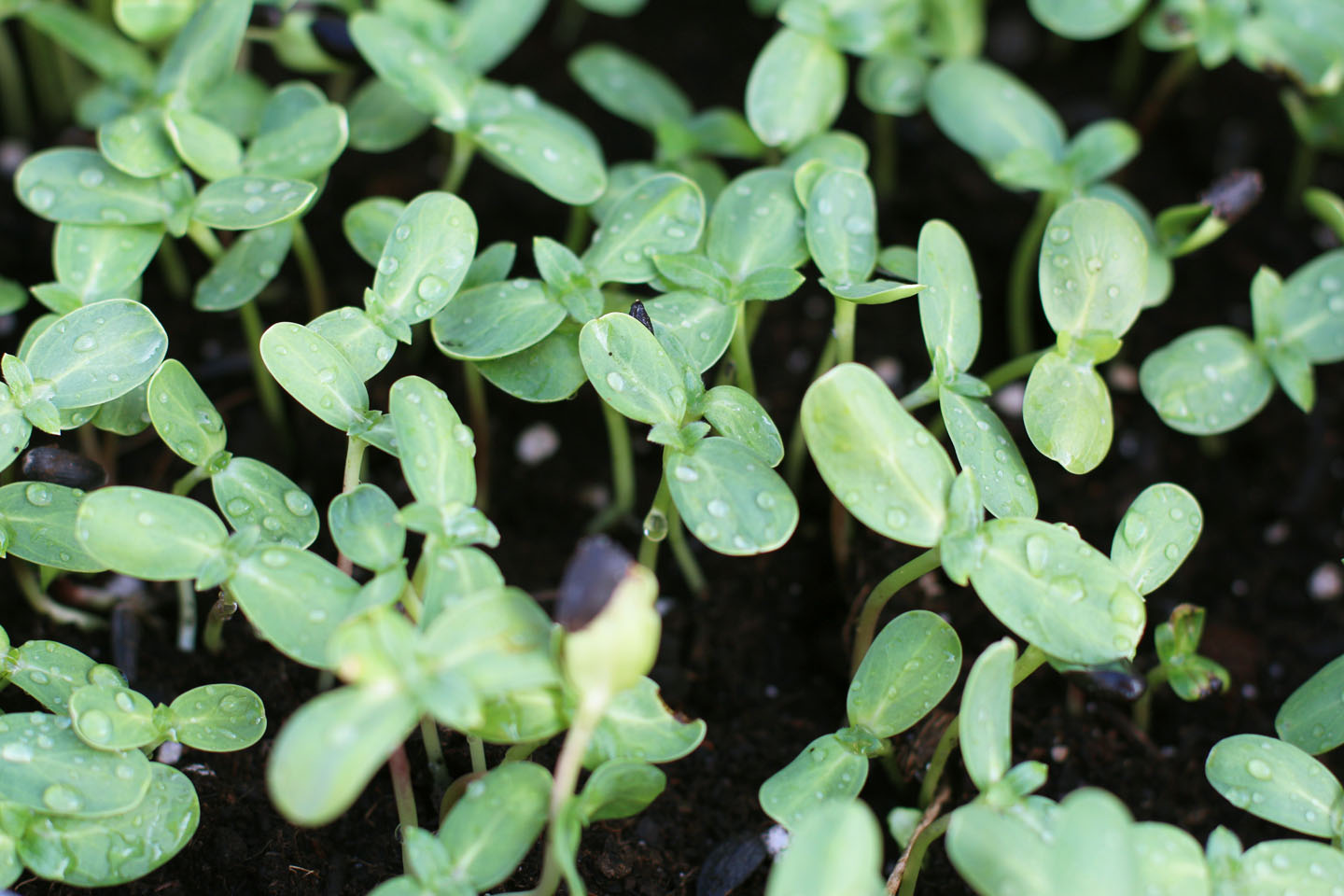 66 Square Feet (Plus) Sunflower salads