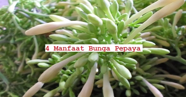 Fakta Mengejutkan Hanya Dengan Bunga Pepaya Dalam 2 Hari Maag