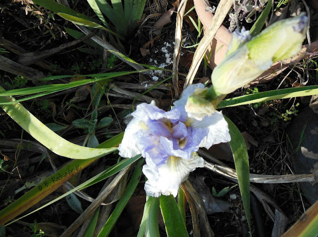 My First Iris this Year