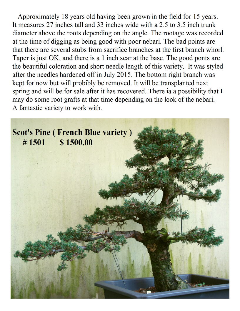 French Blue Scot's Pine #1501