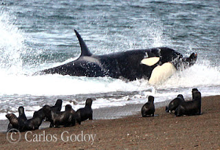 ataque de orca en Punta Norte, el día del rodaje