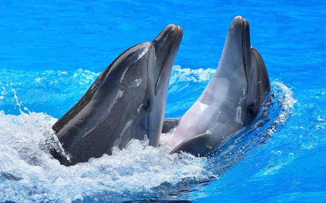 Imágenes de Parejas de Delfines Nadando - Fotos de Delfines
