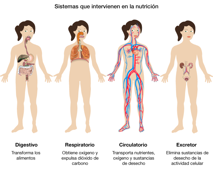 LOS SISTEMAS DE NUTRICIÓN DEL CUERPO