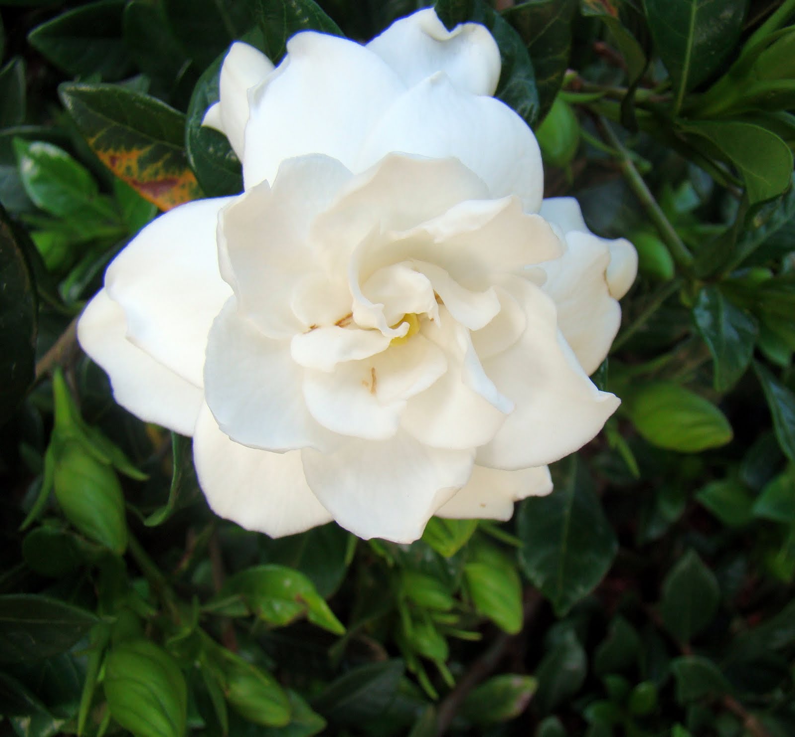 Pine Island, Florida Pine Island, Fl real estate sales in 2011