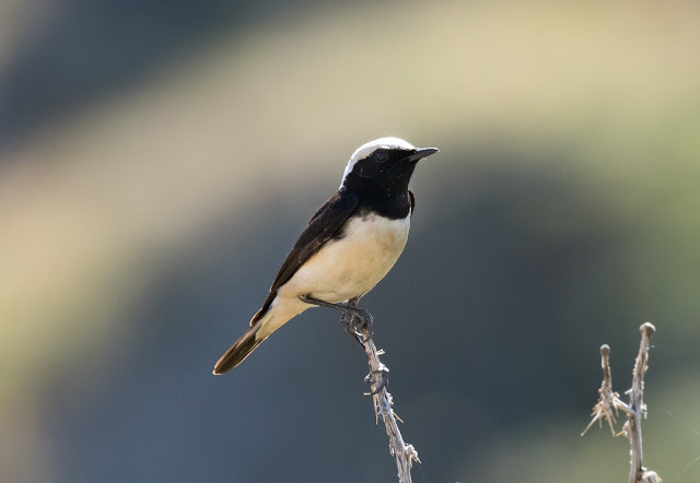 Cyprus Wheatear - Cyprus Cyprus Wheatear - Cyprus