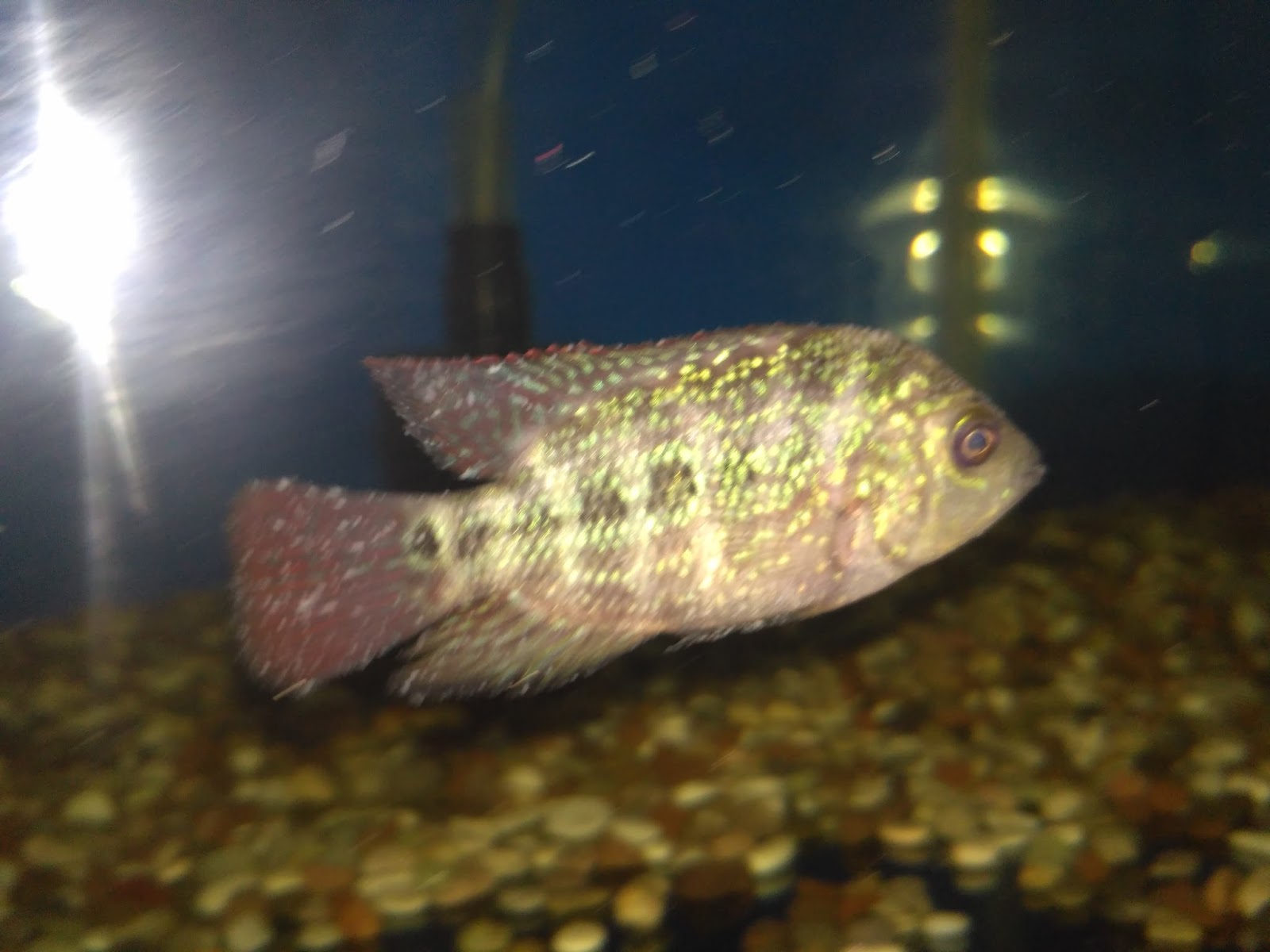 Nucleus FishFarm PENYAKIT UMUM PADA LOUHAN Nucleus FishFarm PENYAKIT UMUM PADA LOUHAN