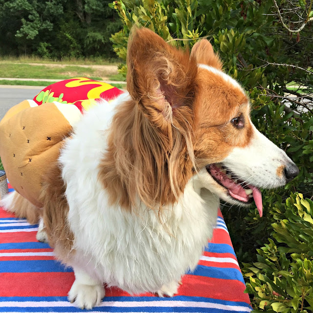 Merrick Dog Food Tripe Merrick Dog Food Tripe