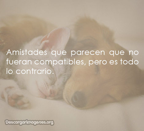 Bonitos pensamientos con imágenes para las amistades.