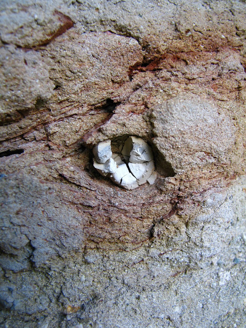 fossil leaf at El Abra member, Yumuri River Gorge in Matanzas