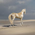 Cavalo raro em extinção pode ser a criatura mais linda da face da terra!