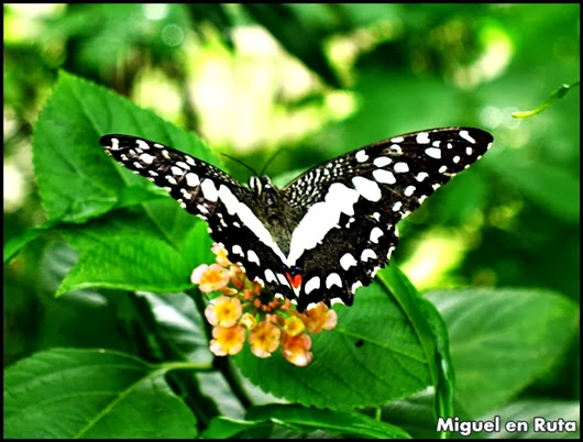Cola de Golondrina (Papilio Demoleus)
