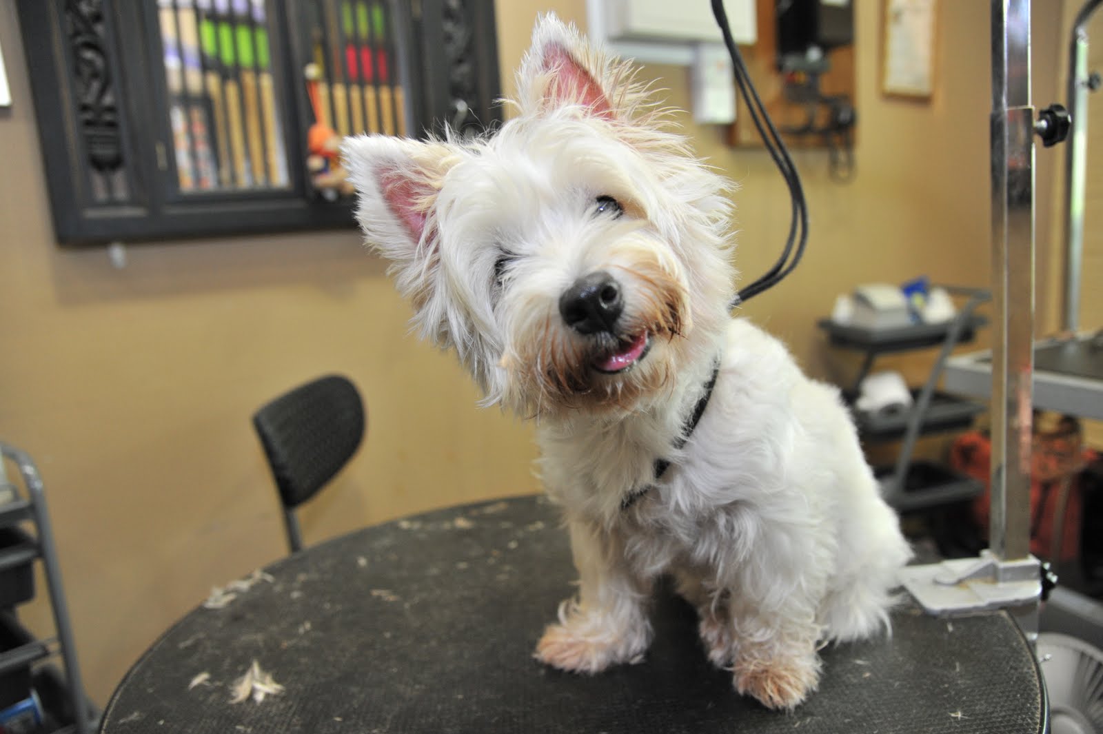 Professional Pet Groomer in Singapopre BEFORE and AFTER West Highland