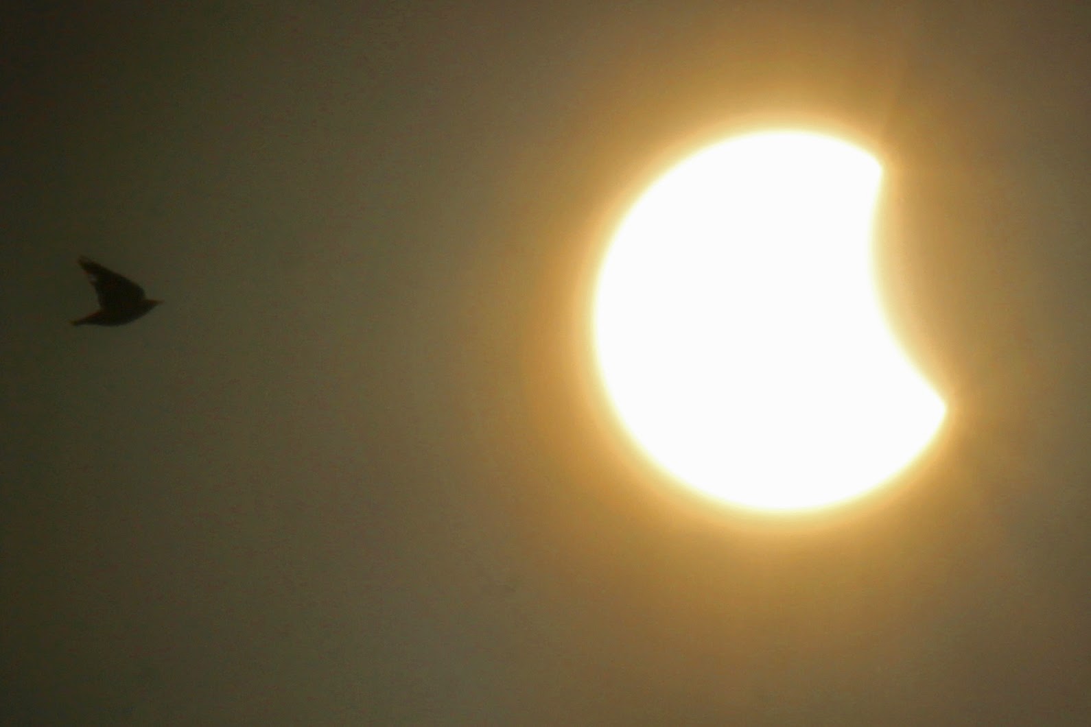 Dallas Trinity Trails: 2014 Solar Eclipse Over Texas