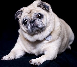 how to raise a pug my dogs how to raise a pug my dogs