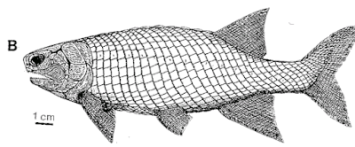 Novogonatodus