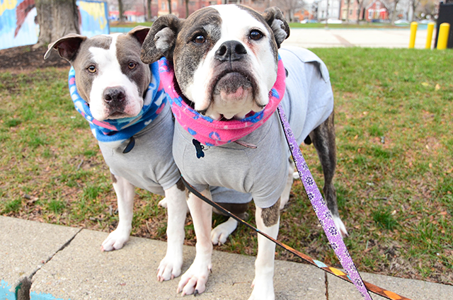 Two Pitties in the City: DoggyStyle: Making Retro Team Dog Hoodies