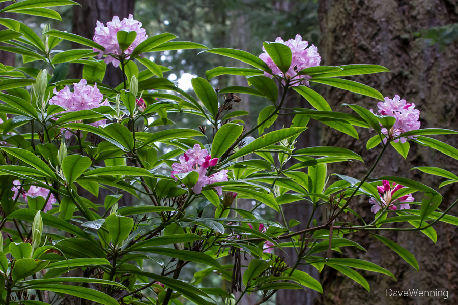 Pacific Rhododendron (R. macrophyllum)