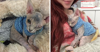 This Woman Was Afraid How Her Bull Terrier Would React To A Newly Adopted One-Eyed Cat, Look At Them Now
