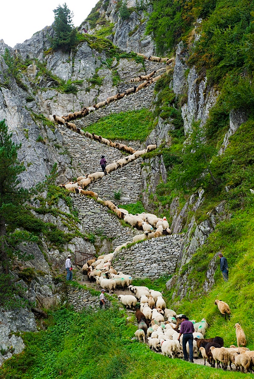 Sheep Switchback, Blatten, Swizterland