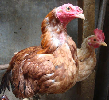 gallo alimentandose, pollo comiendo, elegancia en el ruedo, exóticos gallos de pelea, razas puras