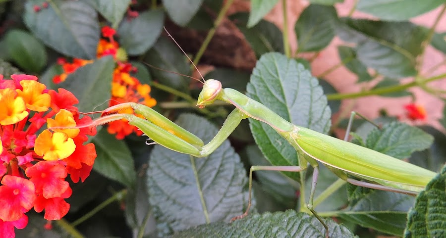 MANTIS RELIGIOSA