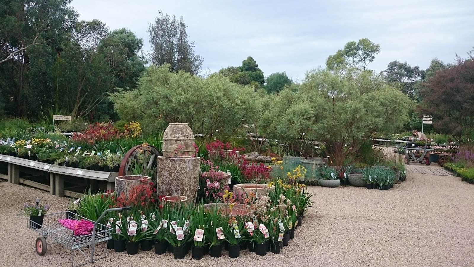 native nursery, critique of native nursery and "native" wildflower