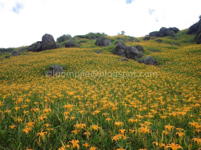 Hualien Sixty Stone Mountain daylily flowers