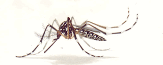 Aquecimento Dengue