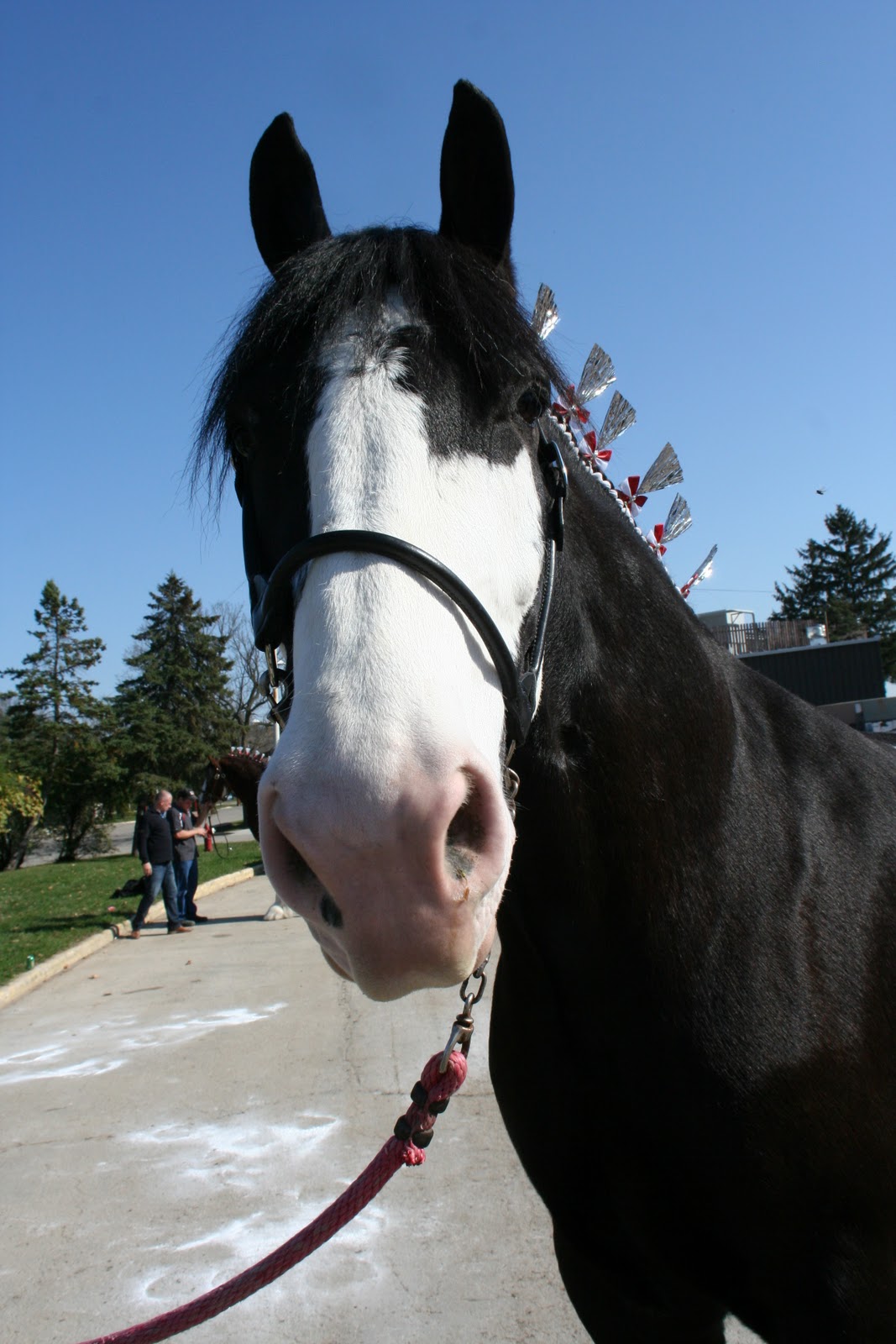 World Clydesdale Show Here's some great Day 2..