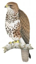 Buteo trizonatus