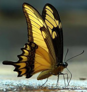 Mariposa Foto de una mariposa de color amarillo y negro