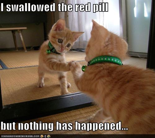 Glorious Cat Pictures Glorious Cat Pictures