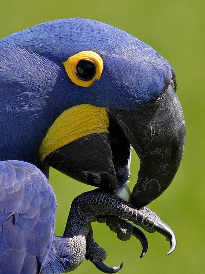 Красивейшие животные планеты. Необычные птицы планеты. Самые красивые птицы планеты. Тропические животные.