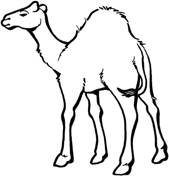 camel coloring pages for kids - photo #19