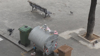 uccelli rifiuti Cagliari