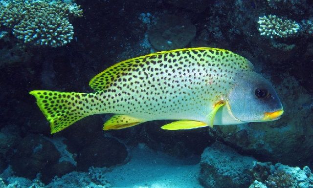 Image Result For Nama Ikan Laut Karang Dan Gambarnya Lengkap Image Result For Nama Ikan Laut Karang Dan Gambarnya Lengkap